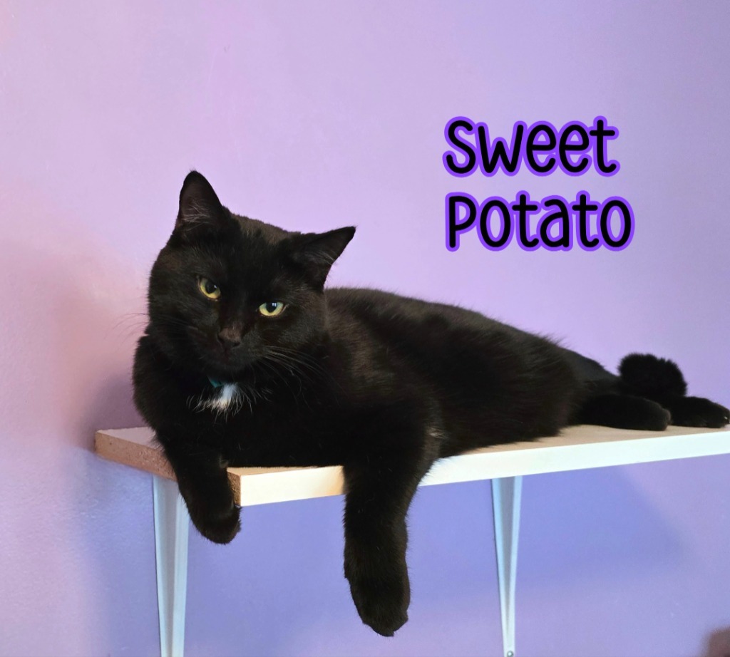 Sweet Potato