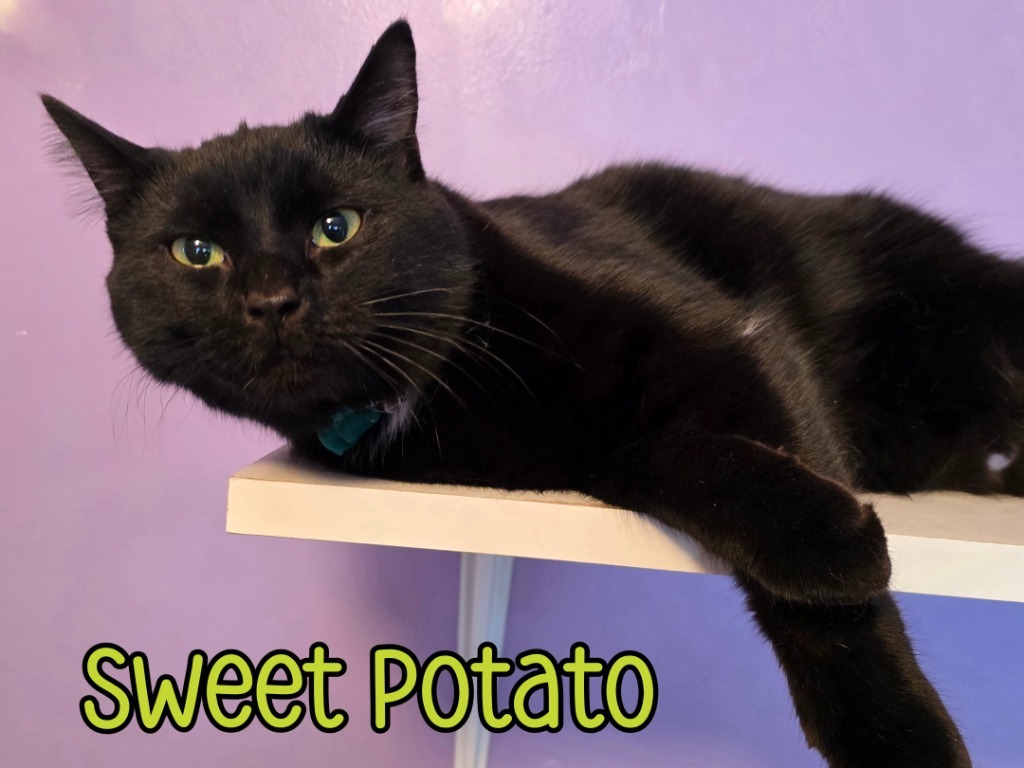 Sweet Potato