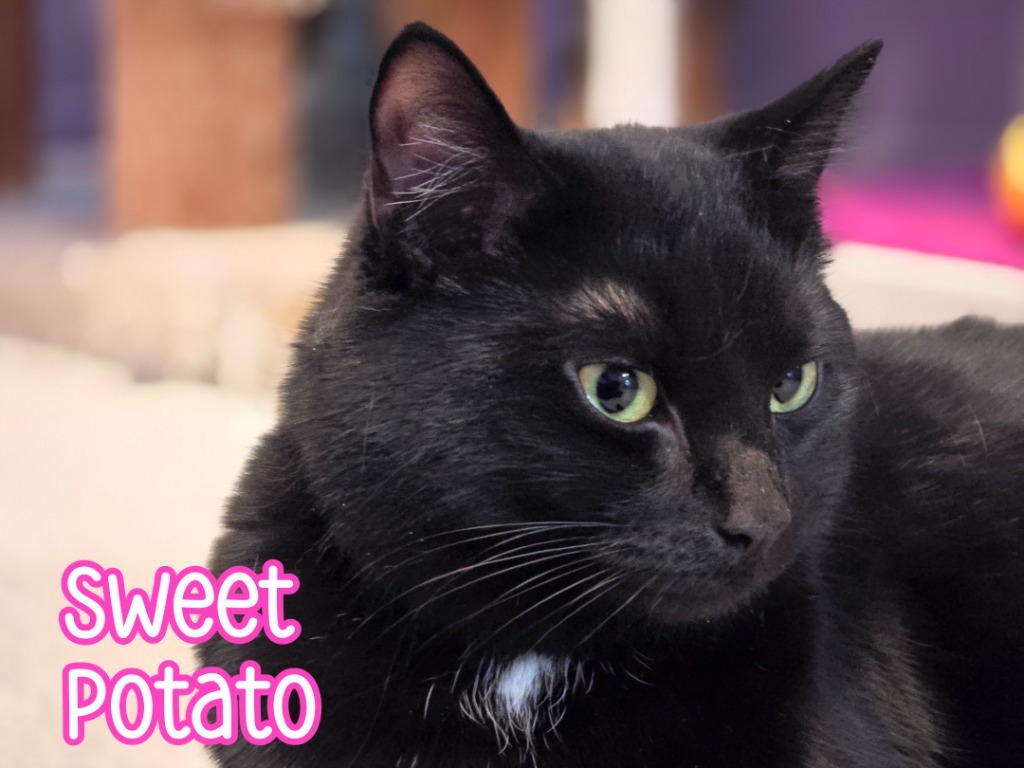 Sweet Potato