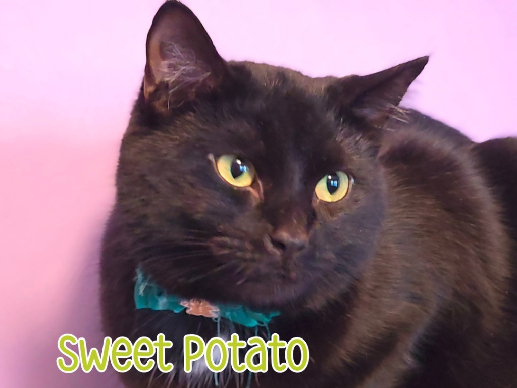 Sweet Potato