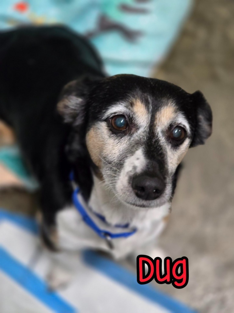 Dug