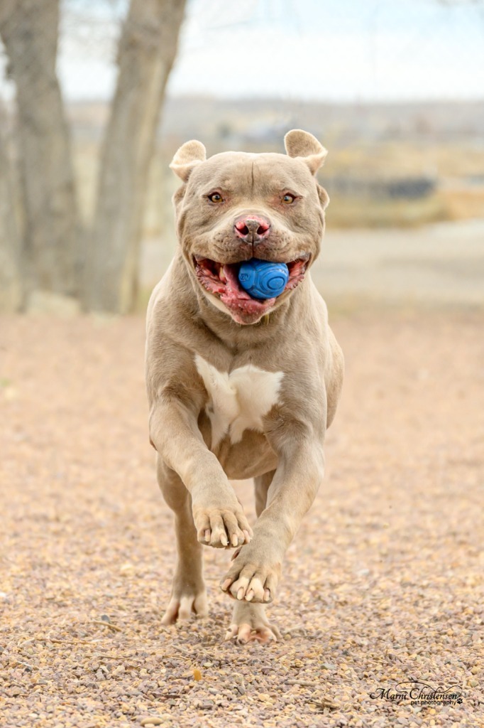 Winchester, an adoptable Pit Bull Terrier, American Bulldog in Rock Springs, WY, 82901 | Photo Image 1
