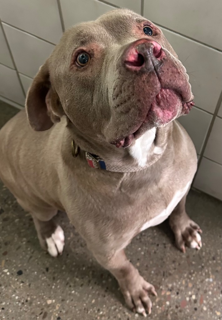 Winchester, an adoptable Pit Bull Terrier, American Bulldog in Rock Springs, WY, 82901 | Photo Image 2