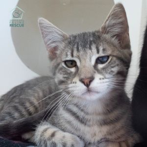 Charlotte Domestic Short Hair Cat