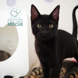 Connor Domestic Short Hair Cat