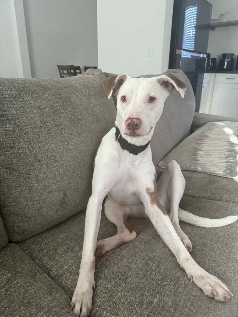 Biscuit (Cyro)