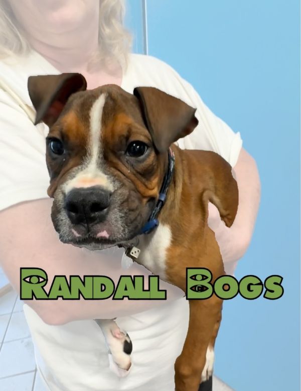Randall Bogs thumbnail 3