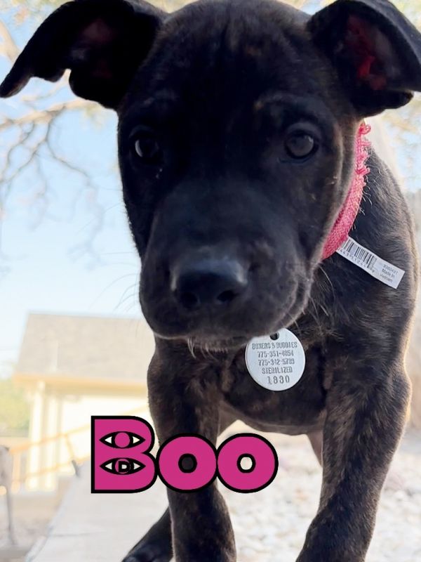 Boo thumbnail 2