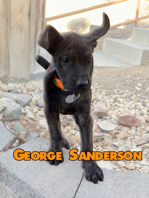 George Sanderson &#; thumbnail 2
