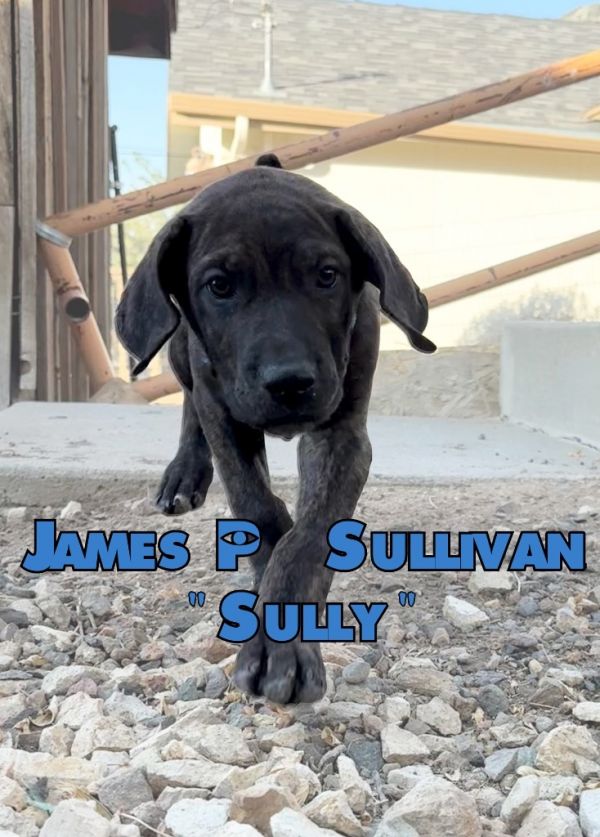 James P Sullivan &#;sully thumbnail 2