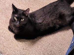 Wolfie, Young Male unknown