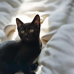 Onyx, Baby Male unknown