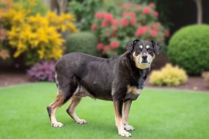 Lyla, Senior Female unknown