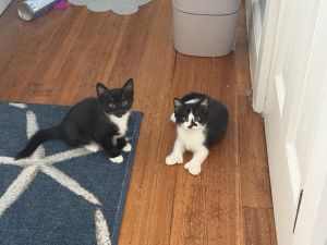 Smudge and Winnie, Baby Female unknown