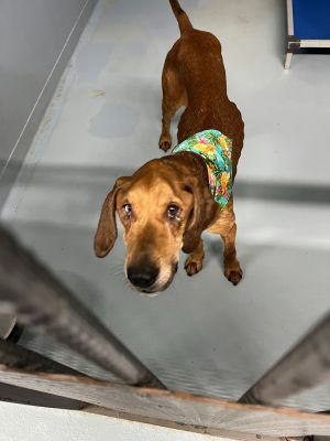 Maddie, Adult Female unknown