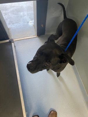Duke, Adult Male unknown