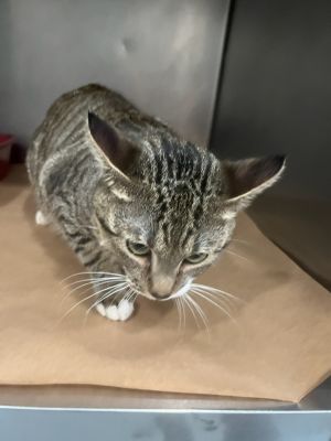 Skye, Young Female unknown