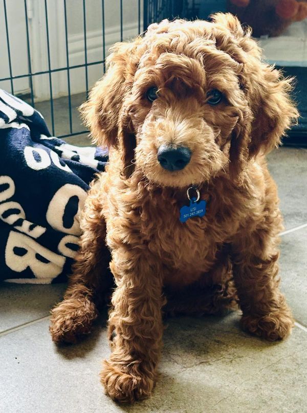 Scooby