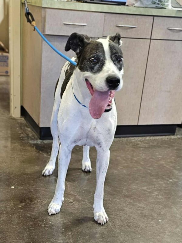 Found Stray: Elsie