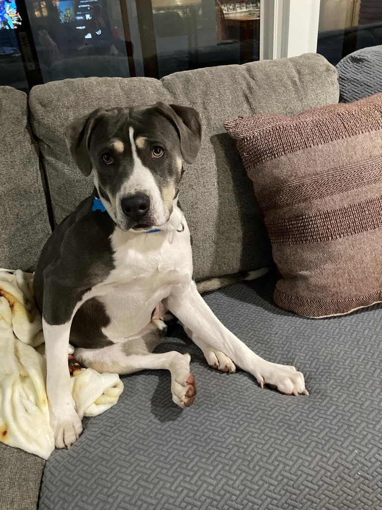 Harley