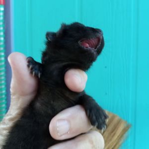 Pee Wee, Baby Male unknown