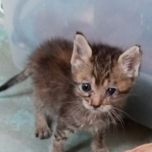 Opal, Baby Female unknown