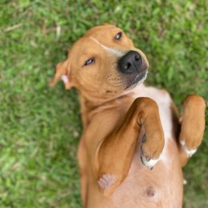 Ula Ula: AIR-Stray-11741, Young Female unknown
