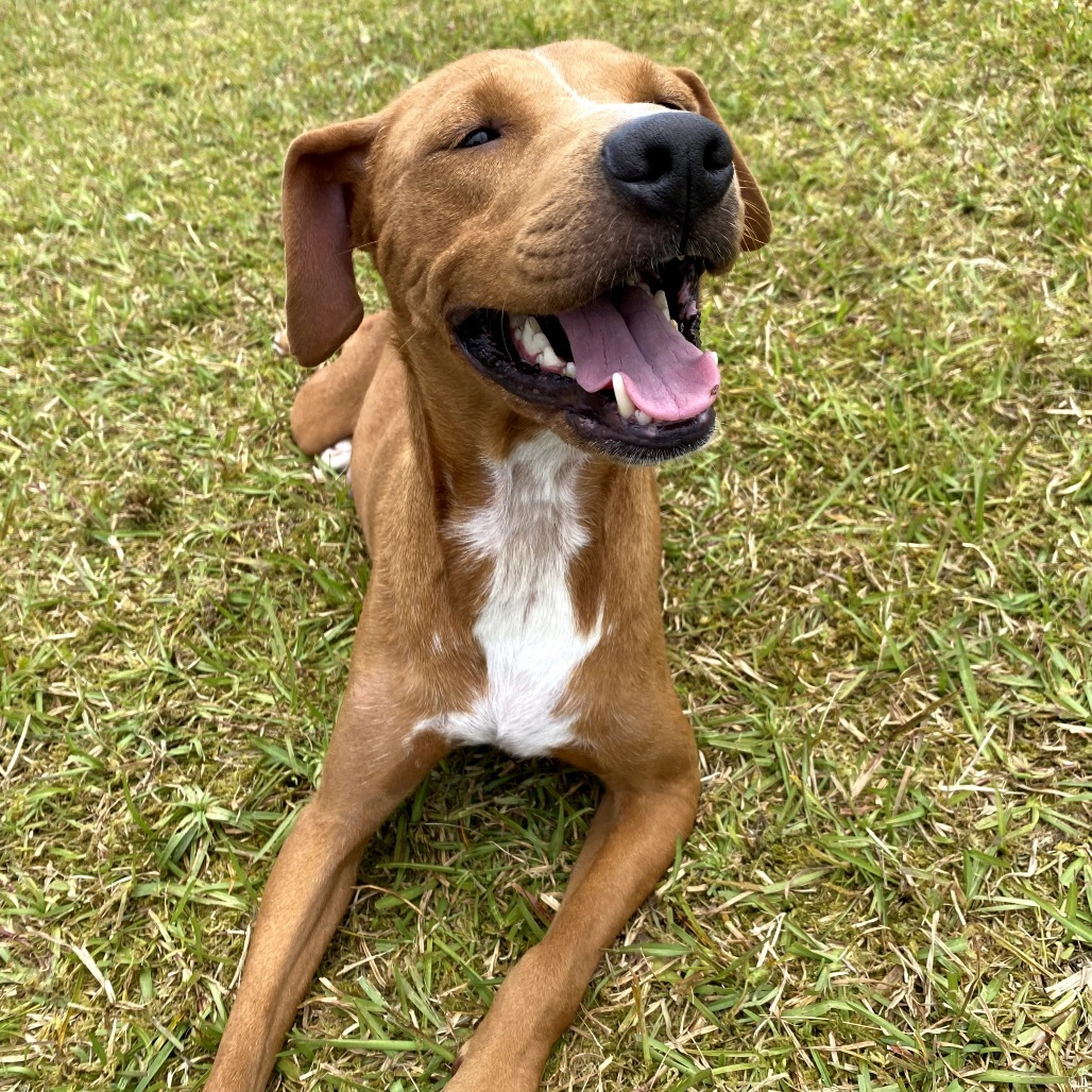 Ula Ula: AIR-Stray-11741, an adoptable Mixed Breed in Keaau, HI, 96749 | Photo Image 5