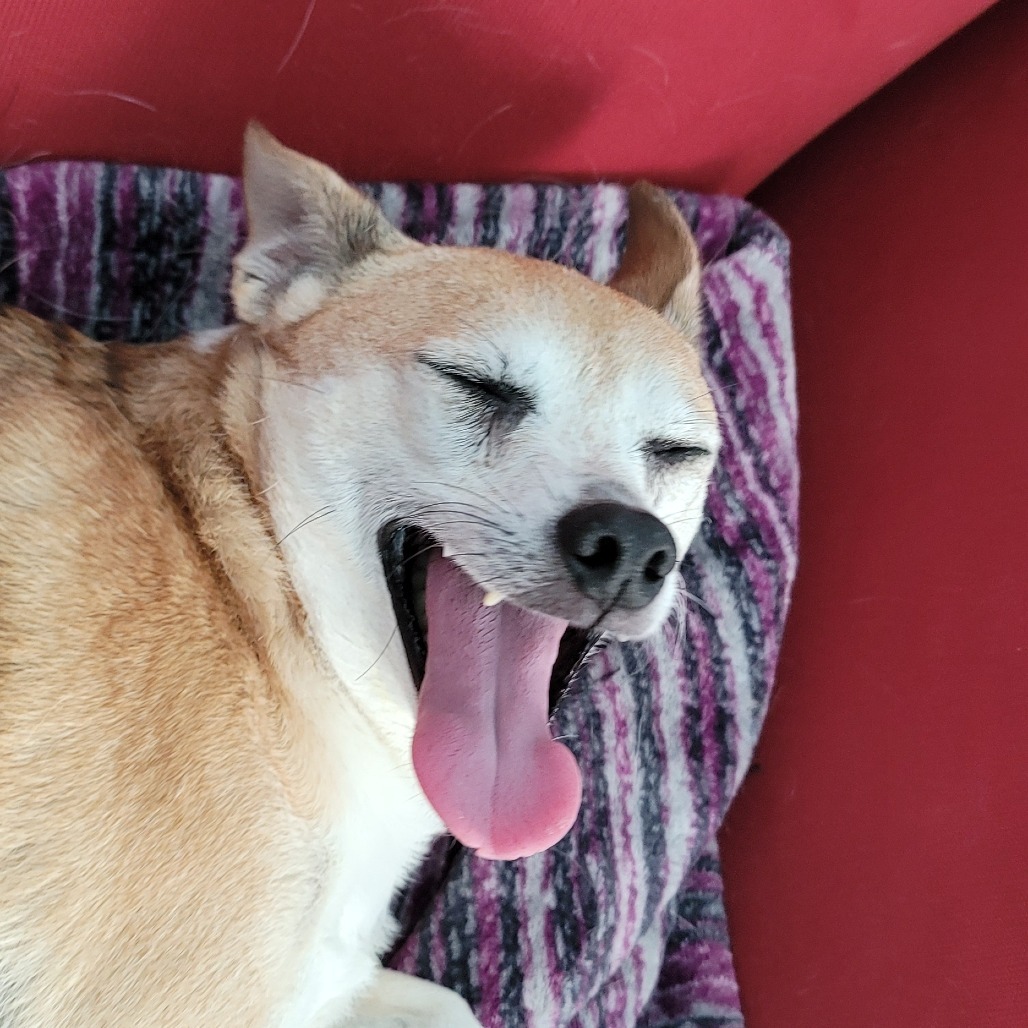 Penny