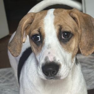 Hazel