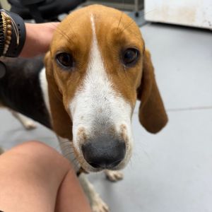 Hazel