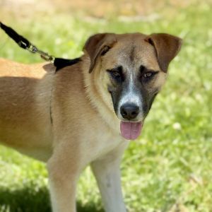Balto, Young Male unknown