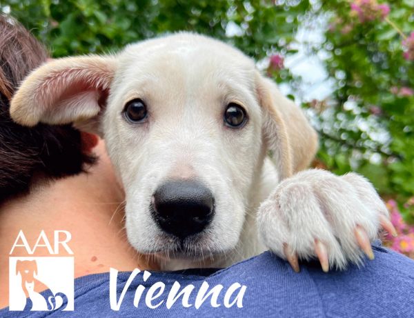 Vienna thumbnail 2