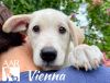Vienna photo 2