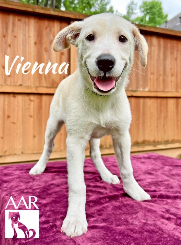 Vienna thumbnail 3