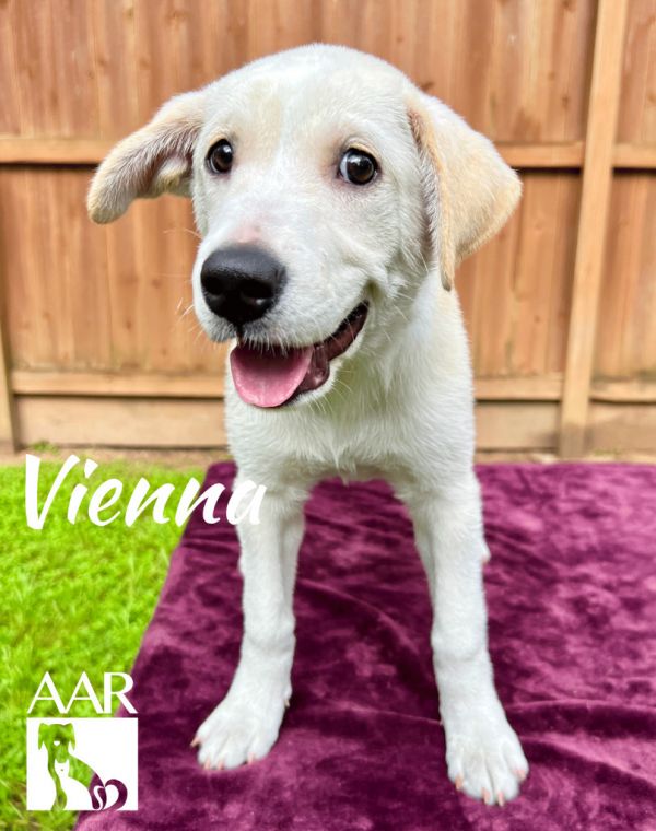 Vienna thumbnail 4