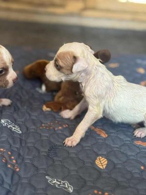 Pixie (NY) Chihuahua Dog