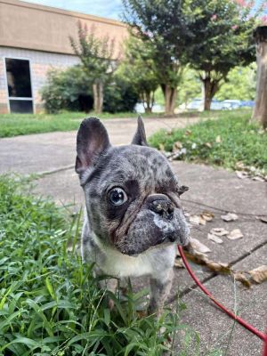 Dominic (GA) French Bulldog Dog