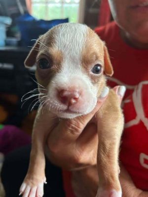 Dixie (NY) Chihuahua Dog