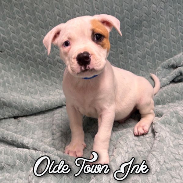 Olde Town Ink