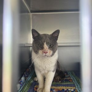 Gobber, Senior Male unknown