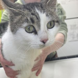 Faith, Adult Female unknown