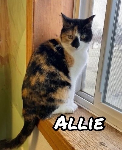 Allie, an adoptable Domestic Short Hair in Elbow Lake, MN, 56531 | Photo Image 1
