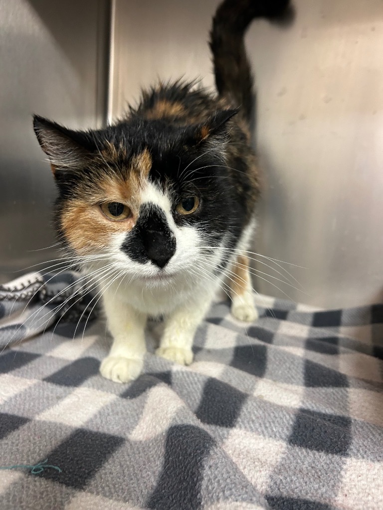 Allie, an adoptable Domestic Short Hair in Elbow Lake, MN, 56531 | Photo Image 2