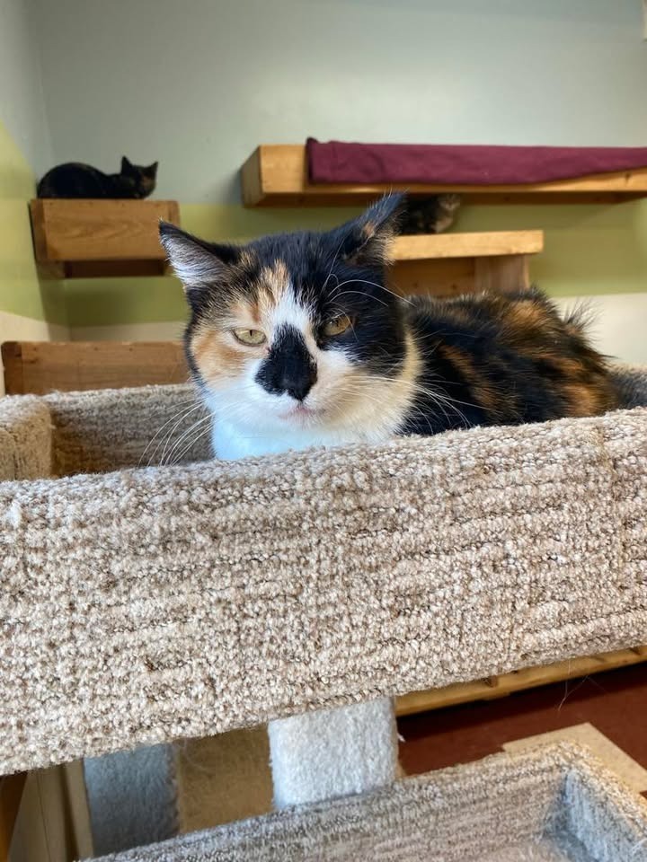 Allie, an adoptable Domestic Short Hair in Elbow Lake, MN, 56531 | Photo Image 3