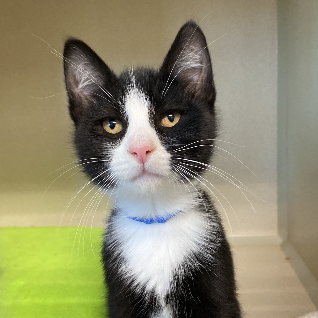 Monkey, an adoptable Domestic Short Hair in Great Falls, MT, 59404 | Photo Image 1