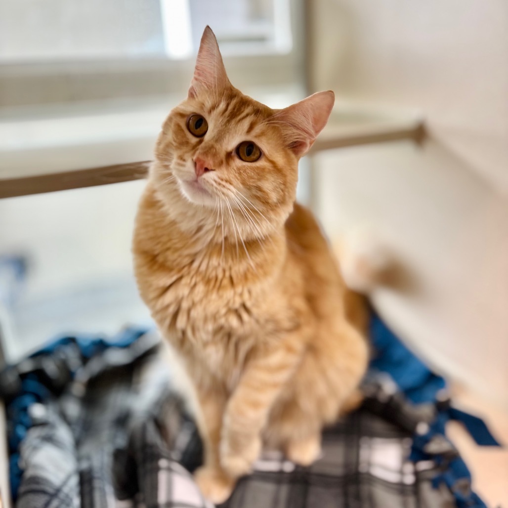 Sherbert, an adoptable Domestic Long Hair in Great Falls, MT, 59404 | Photo Image 1