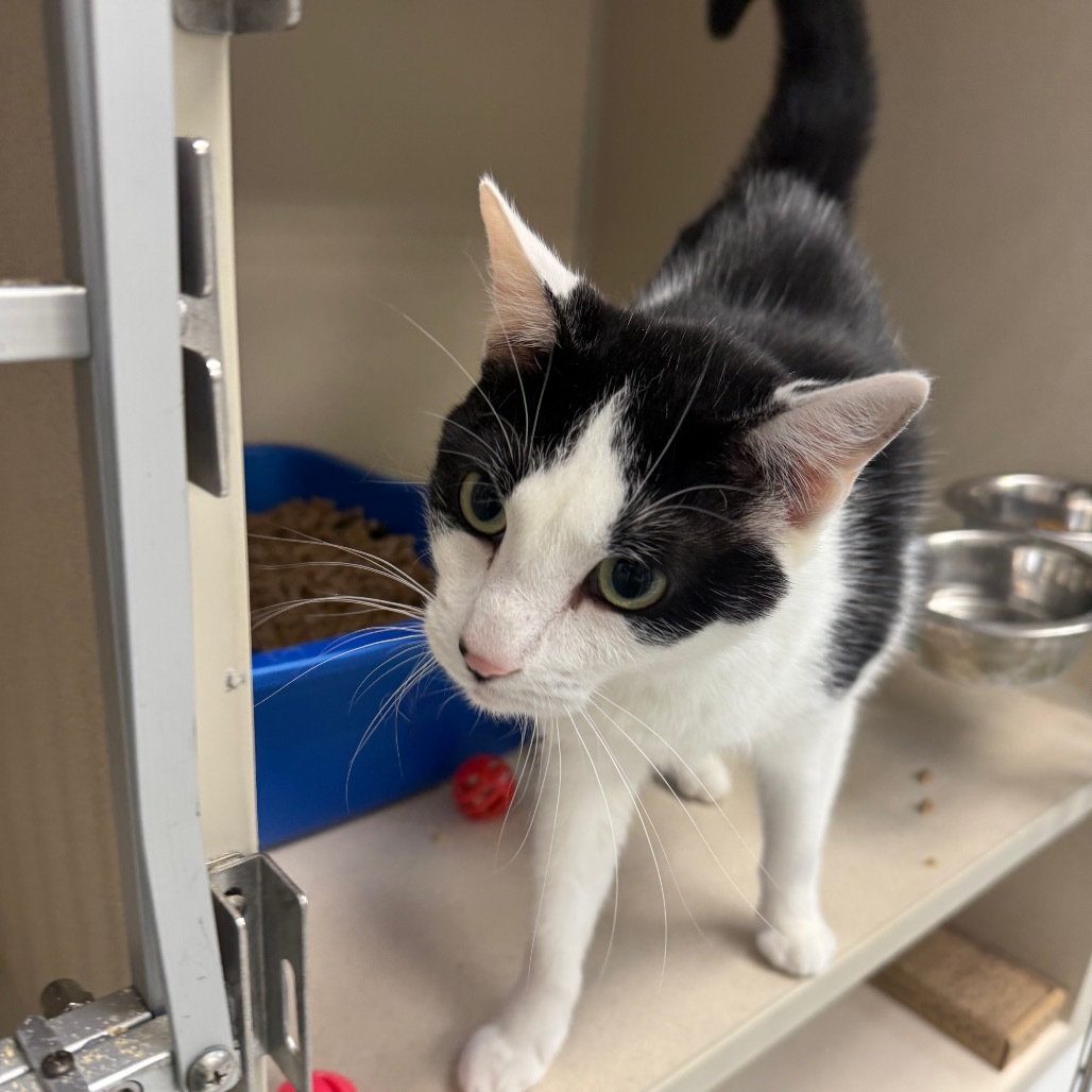 Stamps, an adoptable Domestic Short Hair in Great Falls, MT, 59404 | Photo Image 1