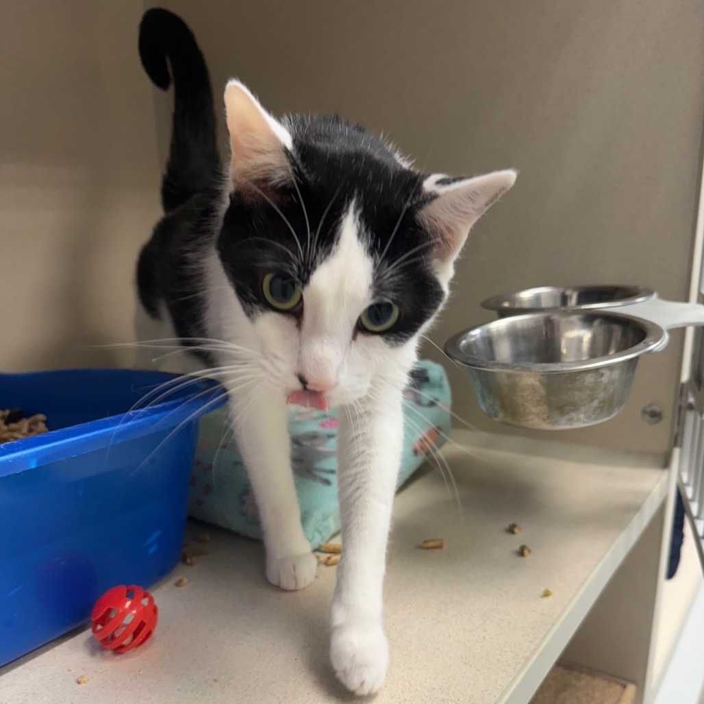 Stamps, an adoptable Domestic Short Hair in Great Falls, MT, 59404 | Photo Image 2
