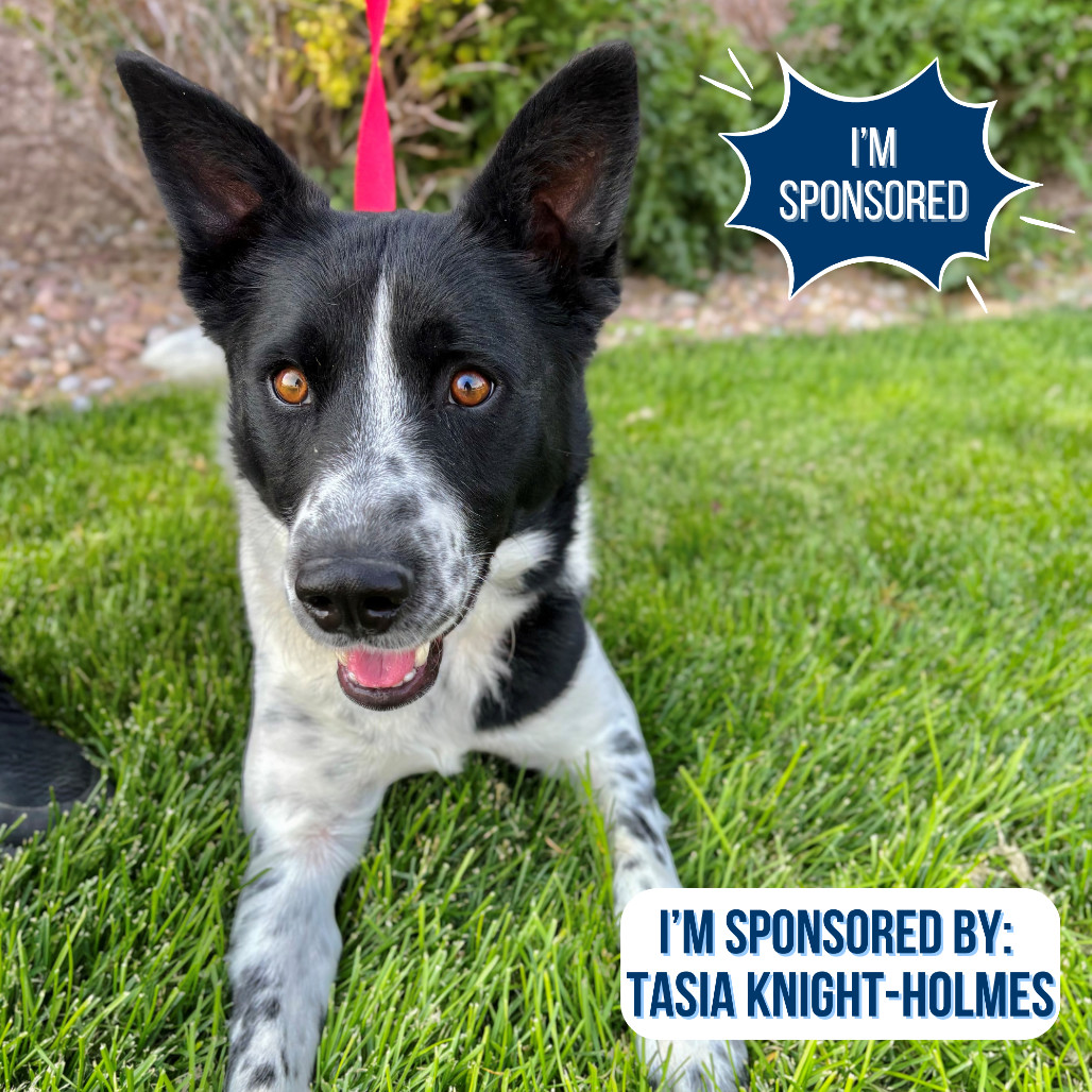 Blue, an adoptable Mixed Breed in Great Falls, MT, 59404 | Photo Image 1